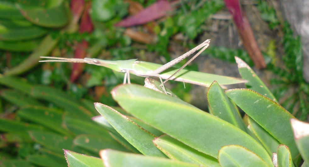 Truxalis sp. o Acrida sp.?